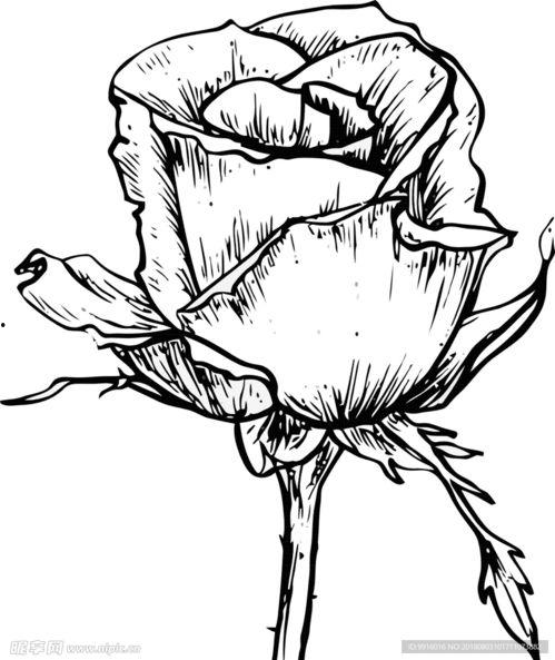 素描漫画花,绽放的艺术魅力与情感表达