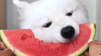 娱乐吃瓜酱萨摩耶,揭秘娱乐圈的萌宠传奇