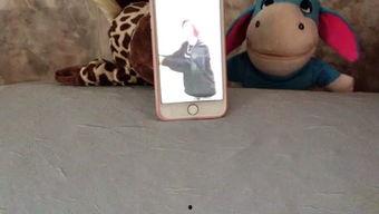 吃瓜娱乐的喵,喵星人的吃瓜娱乐大揭秘